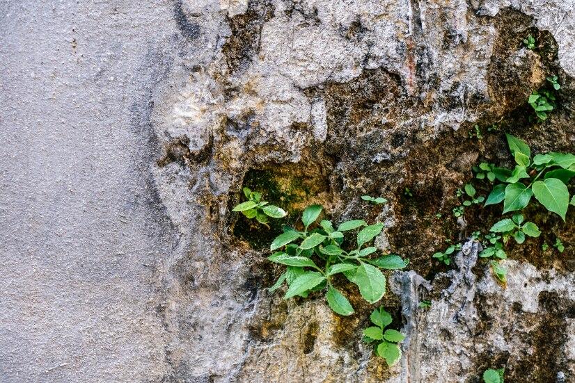 living walls secret soil.jpg