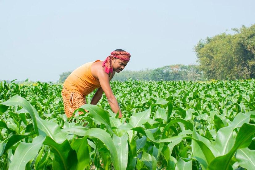 farmer-working-corn-field_1048944-29824625.jpg