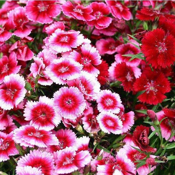 Dianthus Chinensis, Pinterest