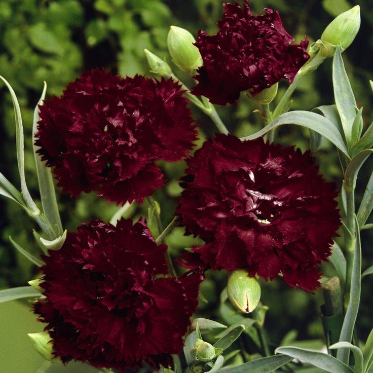 Dianthus Caryophyllus, Pinterest