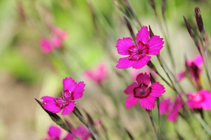 Dianthus Deltoides, Pinterest