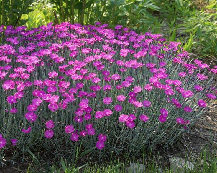 Dianthus Gratianopolitanus, Pinterest