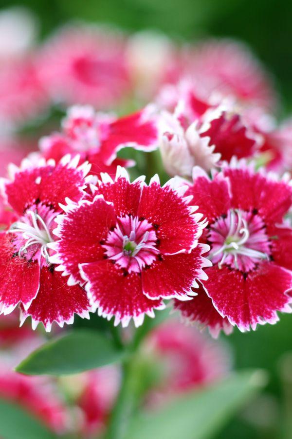 Dianthus Flowers, Pinterest