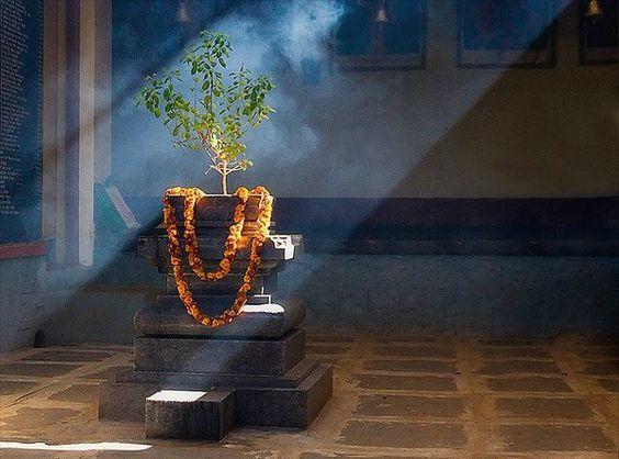 Tulsi plant placement in house.jpg
