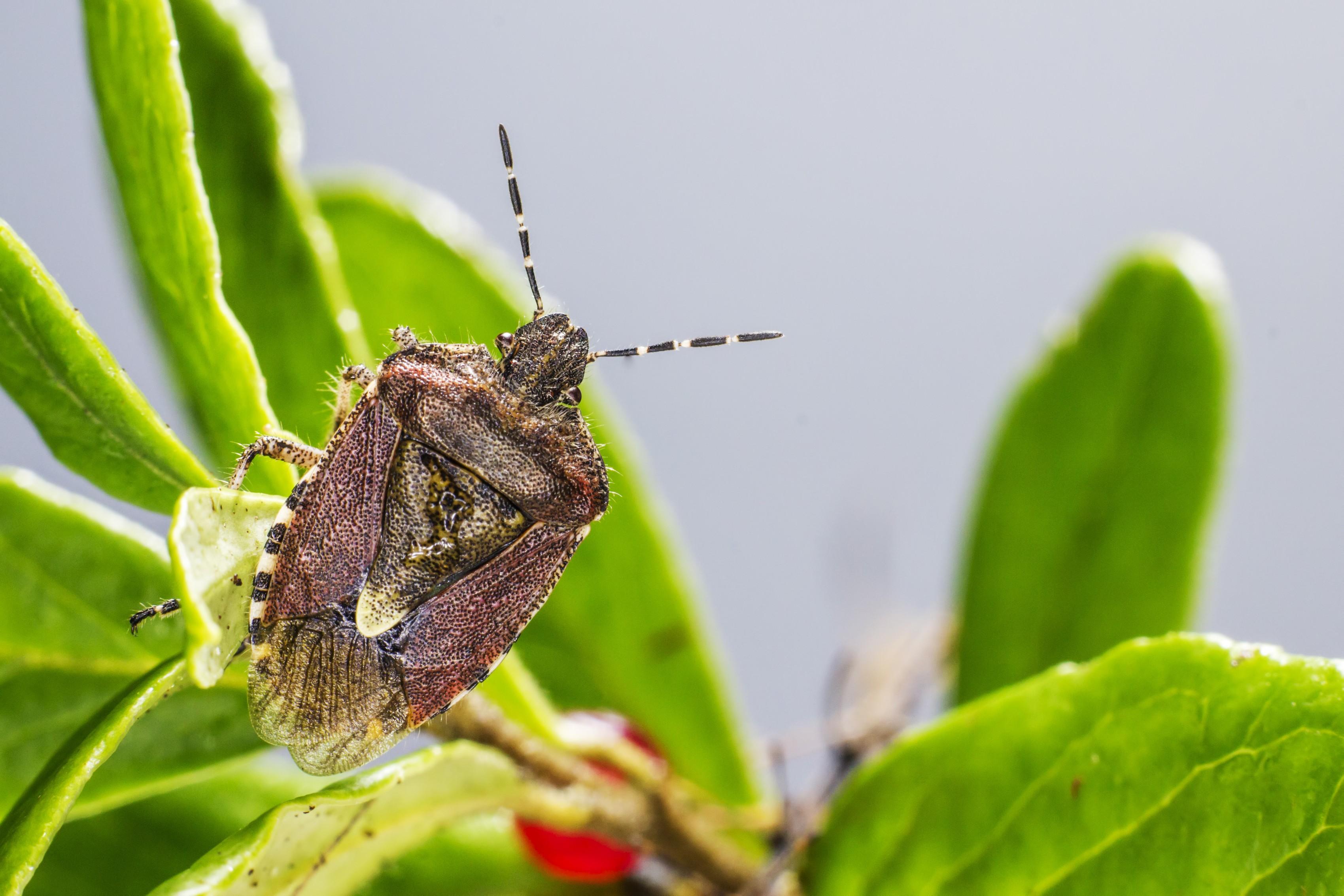 brown-beetle-sitting-plant-close-up (1).jpg