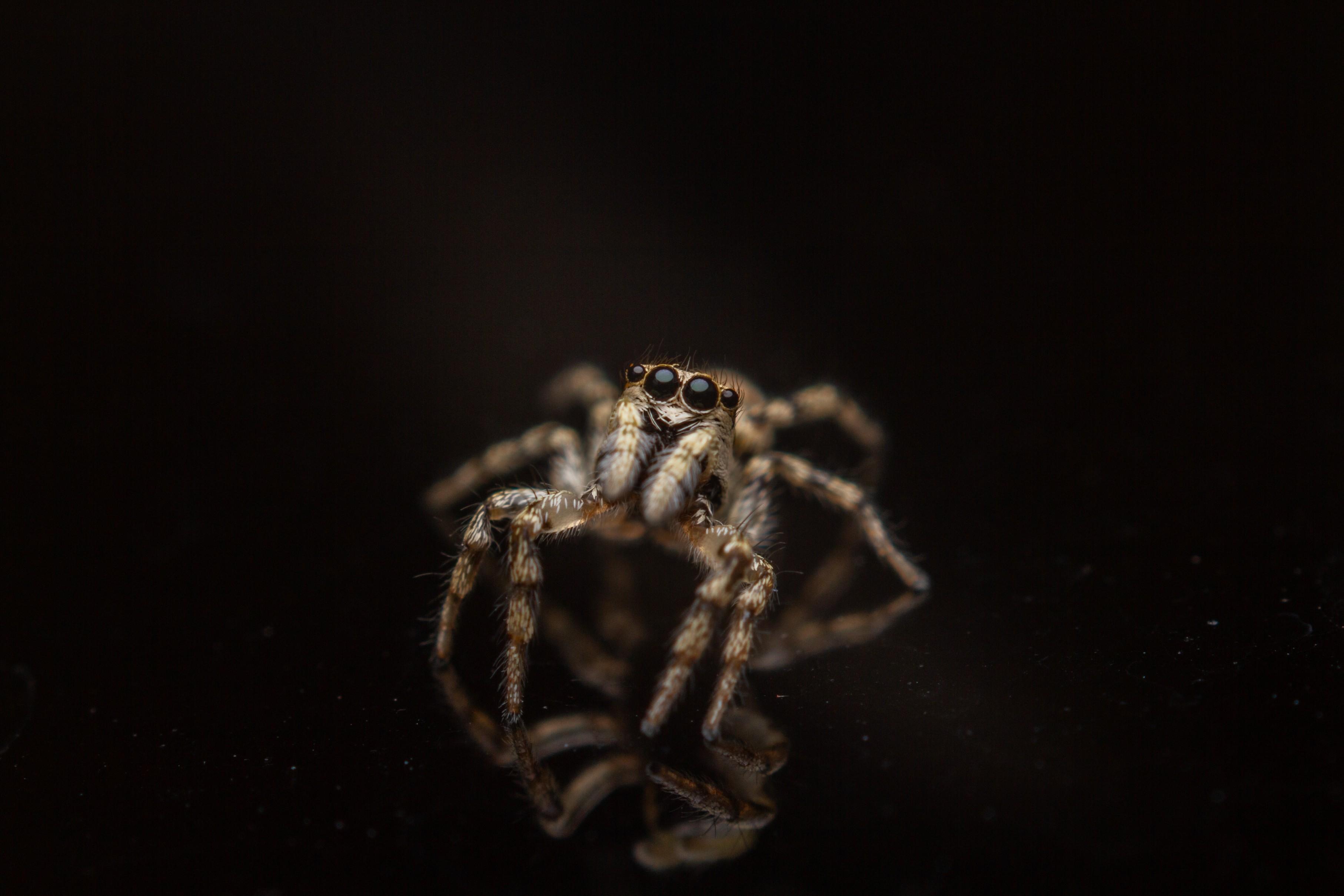 mesmerizing-macro-shot-spider-isolated-black (1).jpg