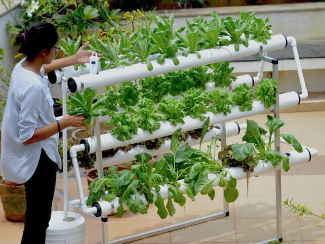 Hydroponic vertical farming