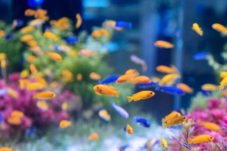 Here's how aquariums in Vastu can help you earn good karma
