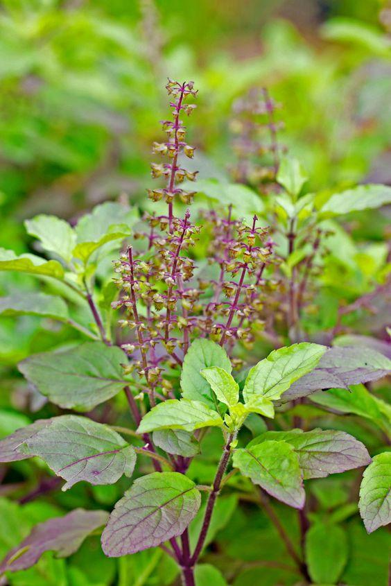 Tulsi Plant.jpg