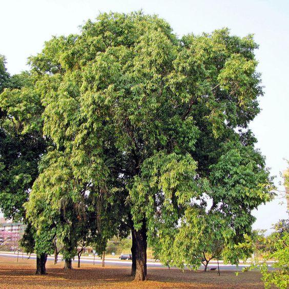 Jamun tree.jpg