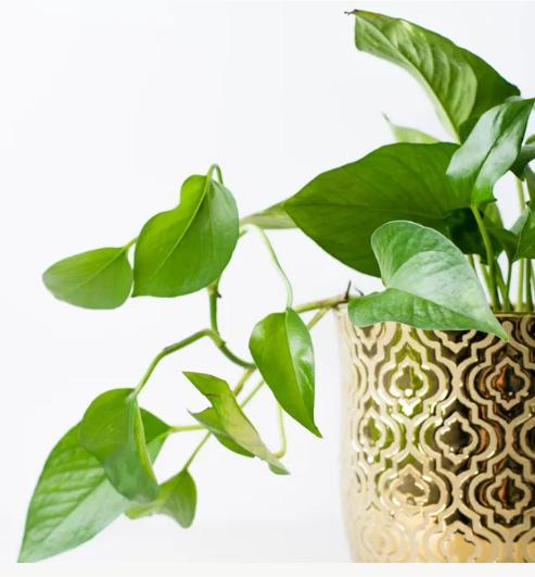 Epipremnum aureum or golden pothos