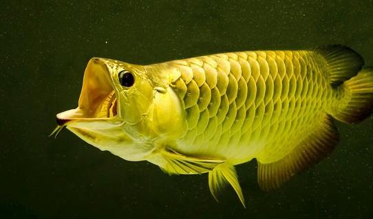 Arowana Fish, Pinterest